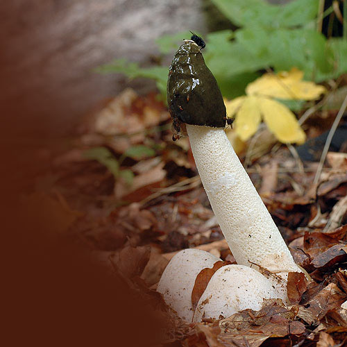 Внешний вид гриба весёлка