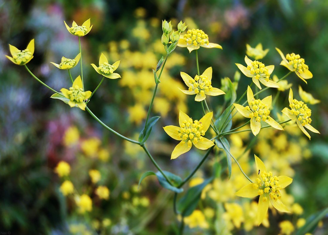 Володушка многожильчатая