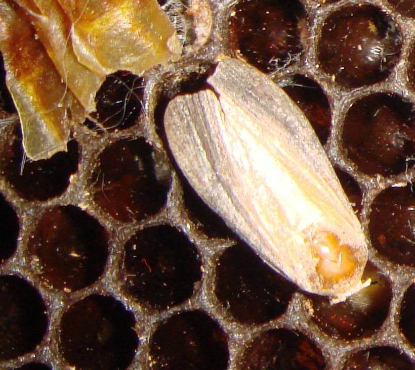 Восковая моль на сотах