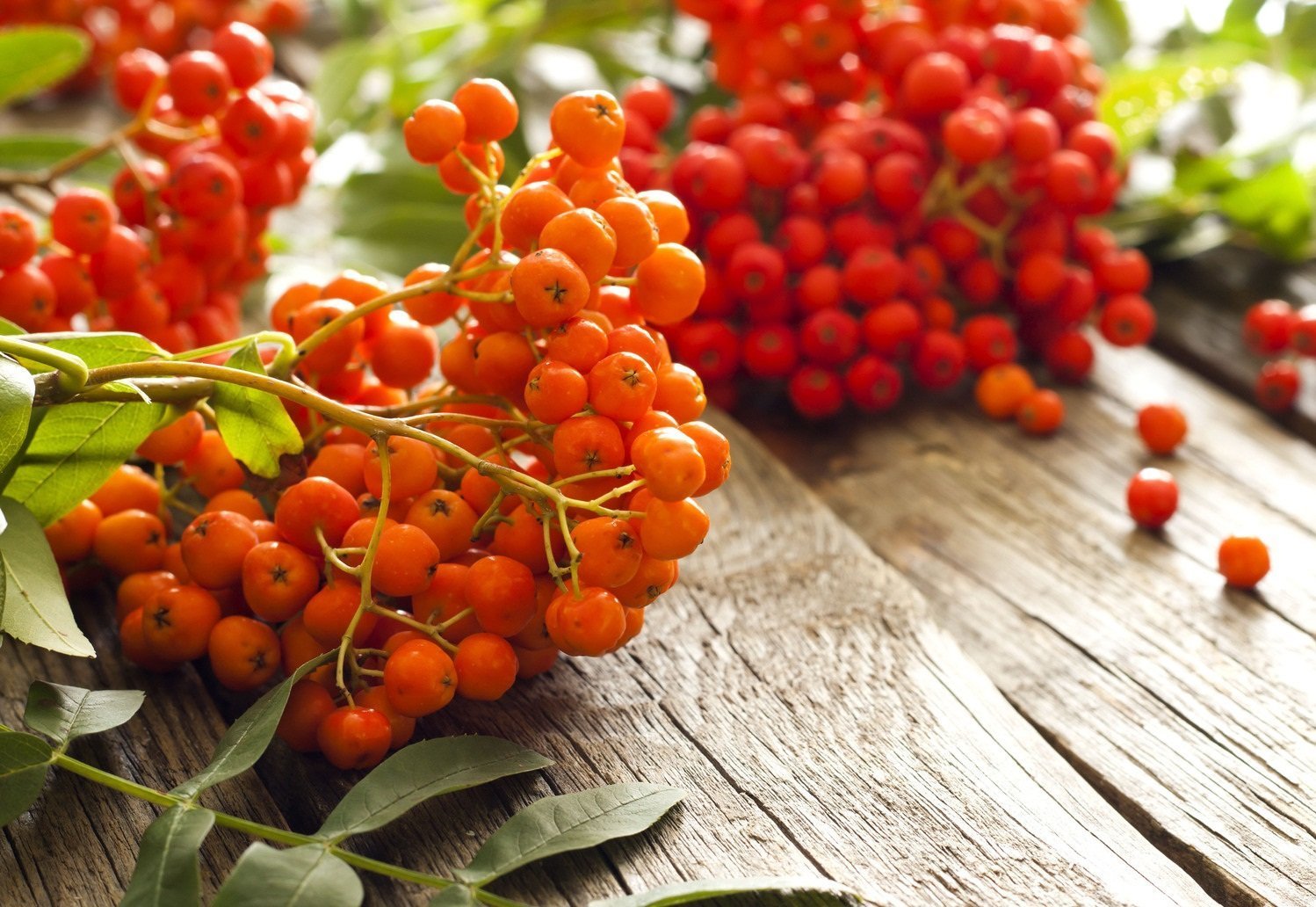 Ягоды рябины