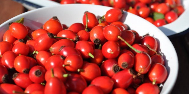 Ягоды шиповника