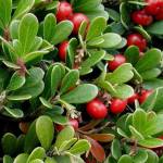 Ягоды толокнянки