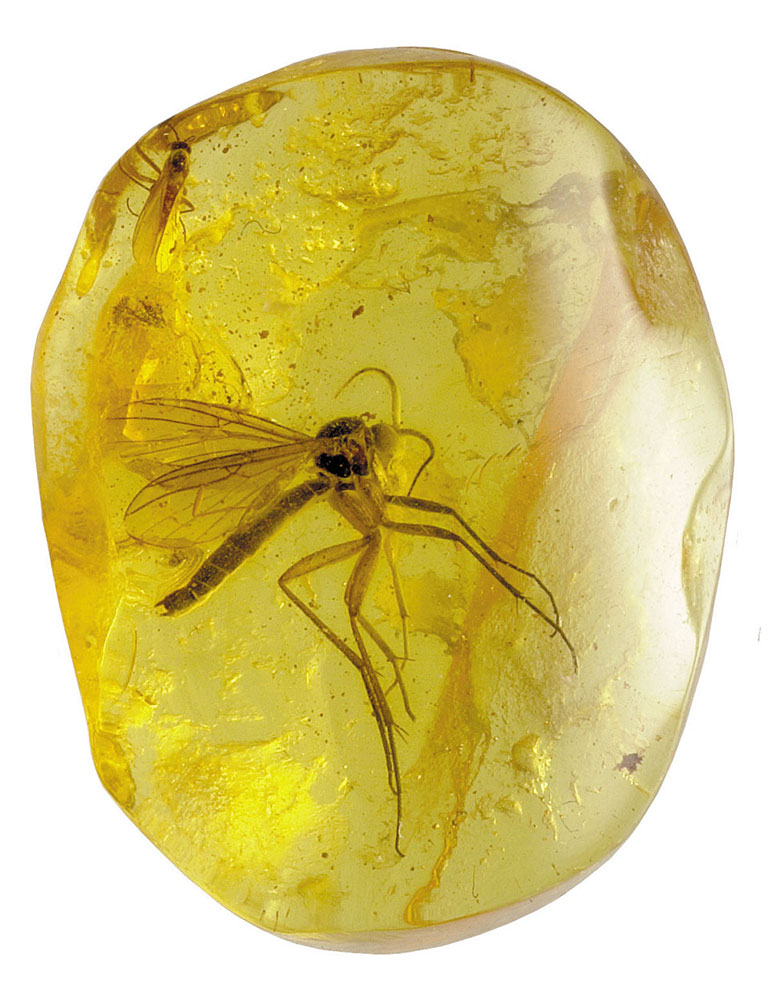 Янтарь с застывшими в нём насекомыми