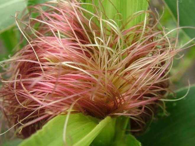 Яркий пучок кукурузных рылец