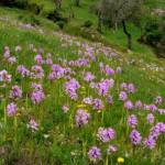 Ятрышник итальянский