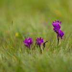 Ятрышник дремлик