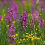 Ятрышник рыхлоцветковый