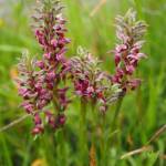 Ятрышник клопоносный