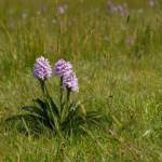 Ятрышник пятнистый