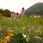 Ятрышник обожжённый