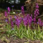 Ятрышник мужской