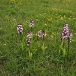 Ятрышник пурпурный