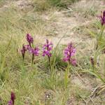 Ятрышник женский