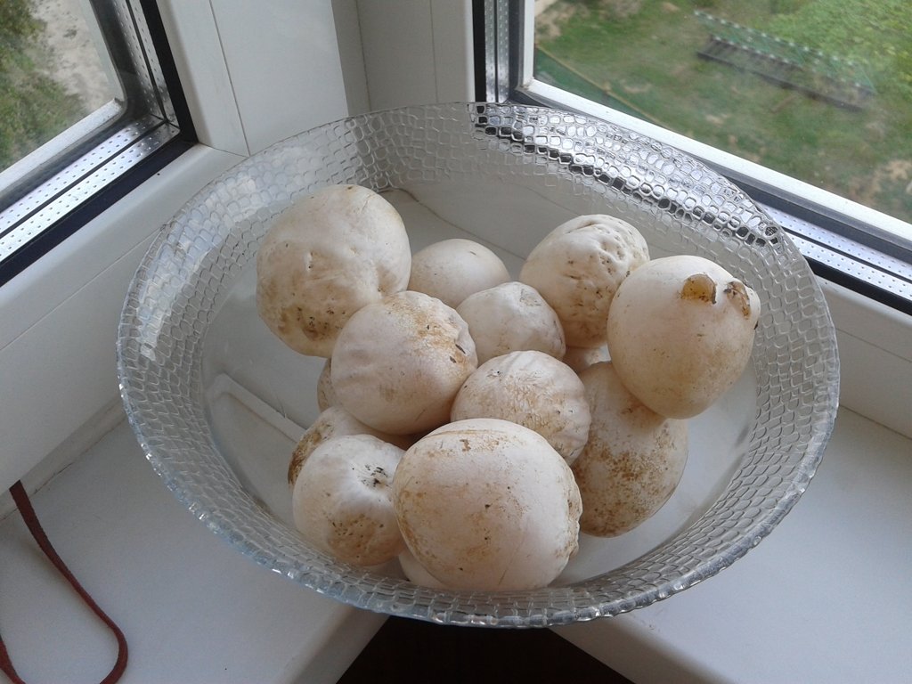 Яйца весёлки