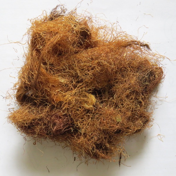 Заготовленные рыльца кукурузы