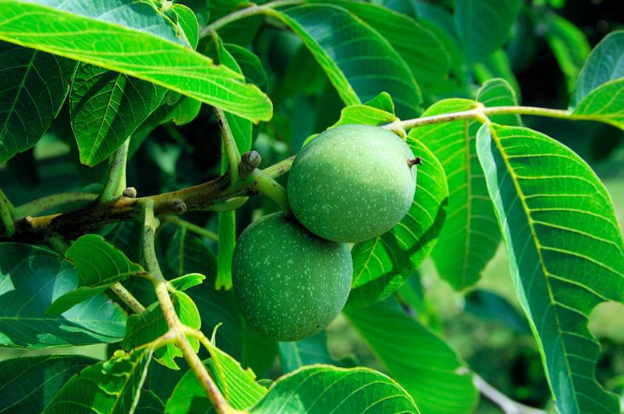 Зелёные грецкие орехи