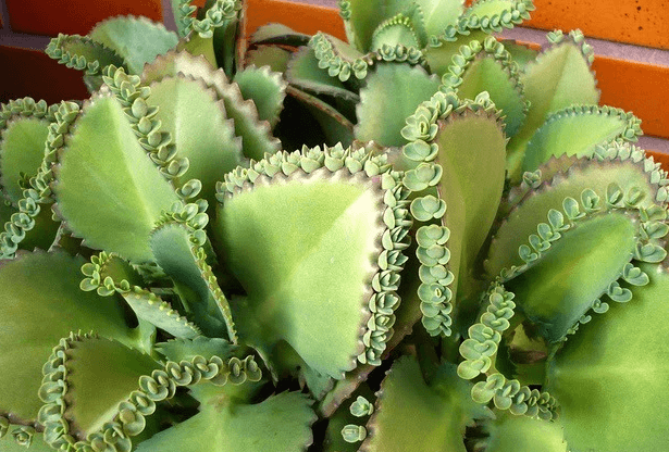 Зелёные листья каланхоэ с «детками»