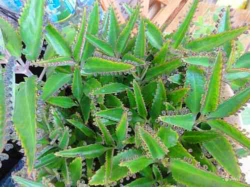 Зелёные листья каланхоэ