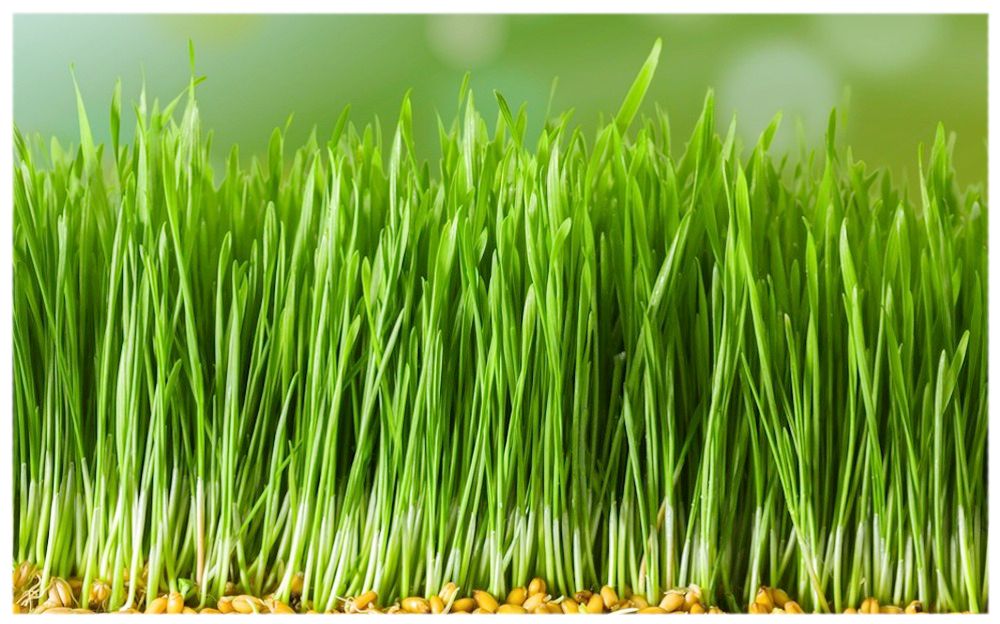 Зелёные ростки пшеницы