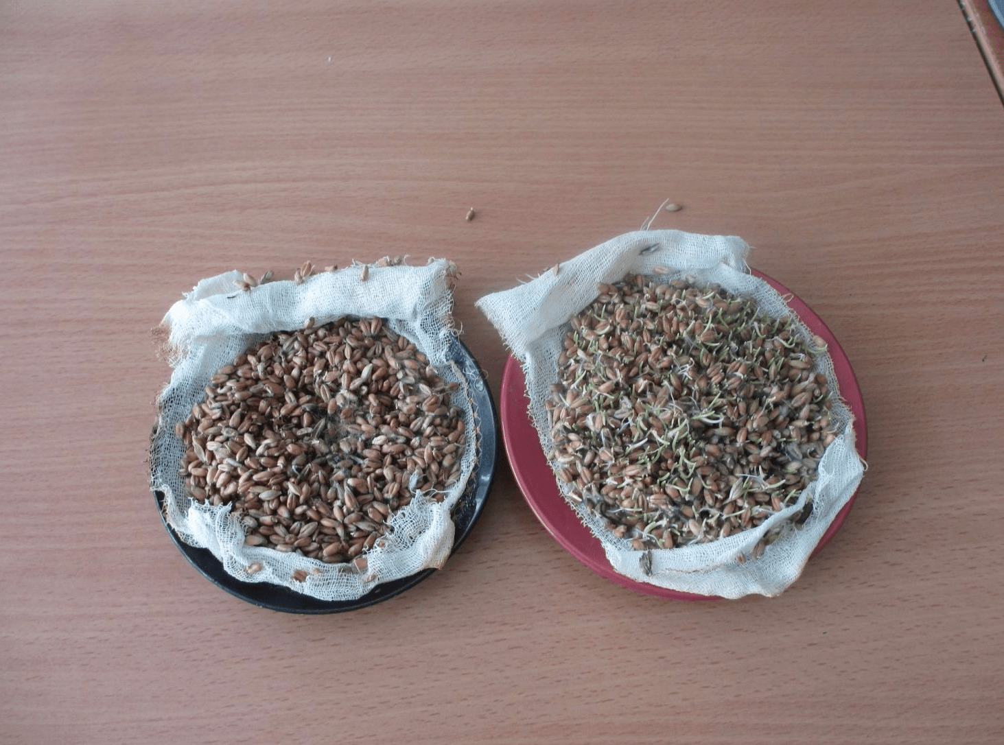 Зёрна пшеницы — целые и пророщенные