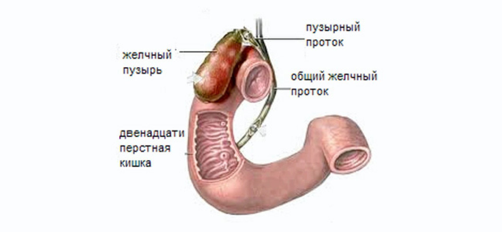 Желчный пузырь