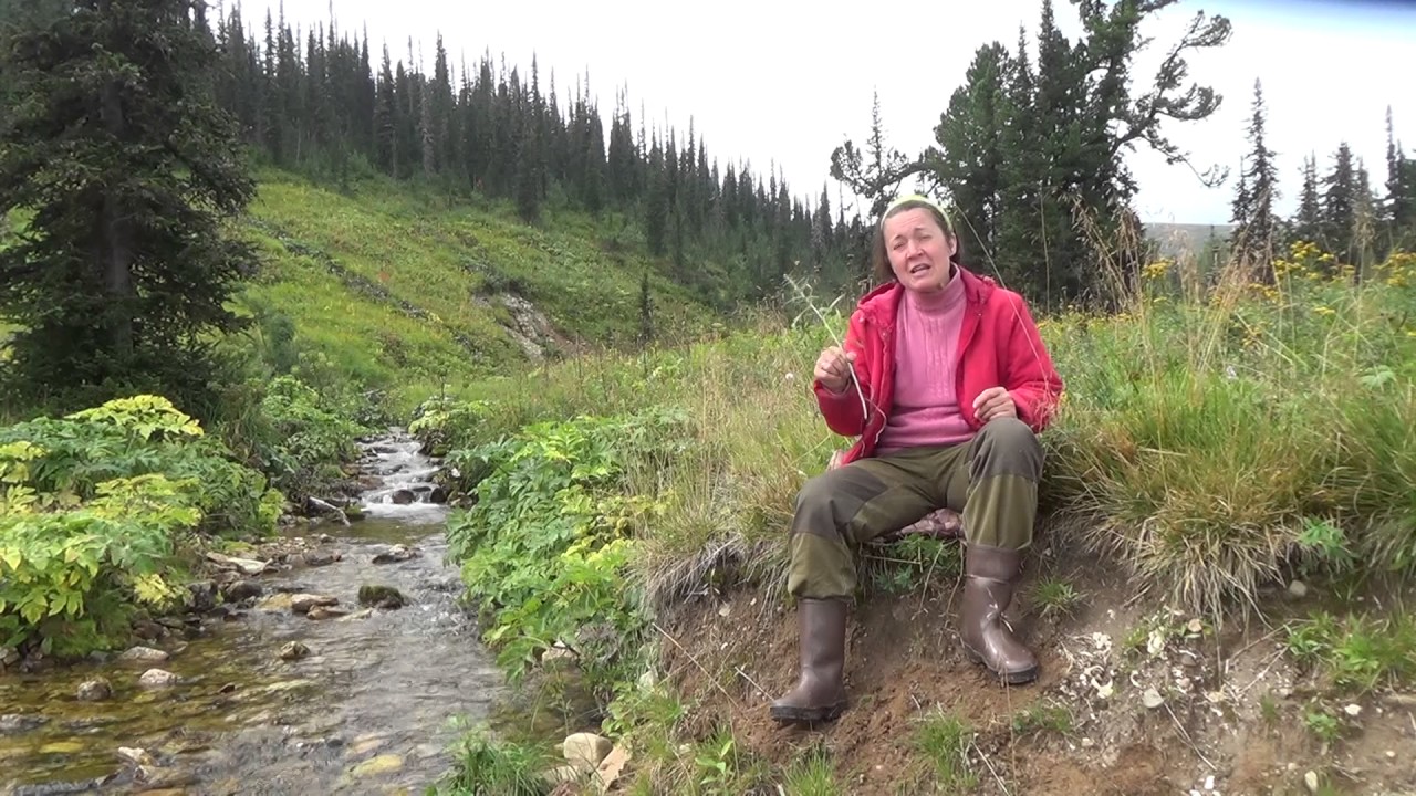 Женщина собирает сушеницу