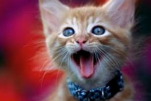 Что делать, если у кошки пропал голос