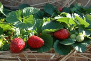 Как сажать клубнику в августе