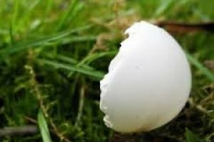 Как использовать скорлупу от яиц в огороде