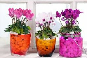 Как ухаживать в домашних условиях за цикламеном