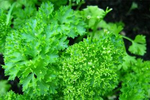 Диета от целлюлита на ногах и попе