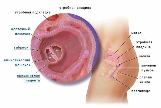 что происходит на 4 недели беременности