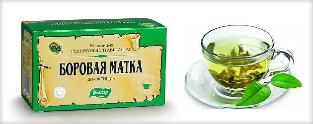 Как готовить фиточай из боровой матки