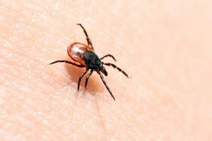 Когда делать прививку от клещевого энцефалита: противопоказания и осложнения