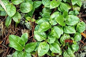 Боровая матка при беременности